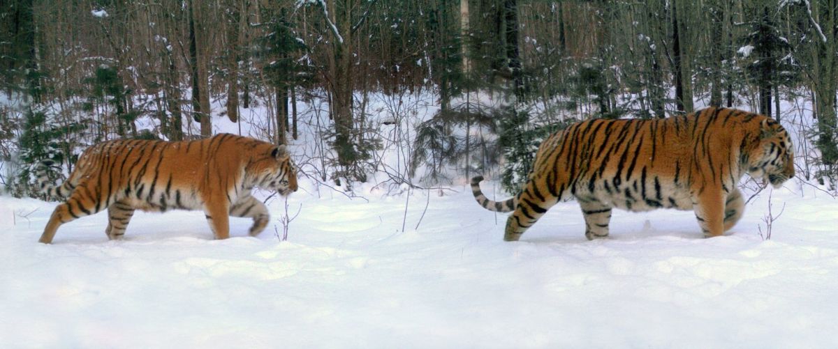 First Photos Taken Of Entire Amur Tiger Family Men S Journal