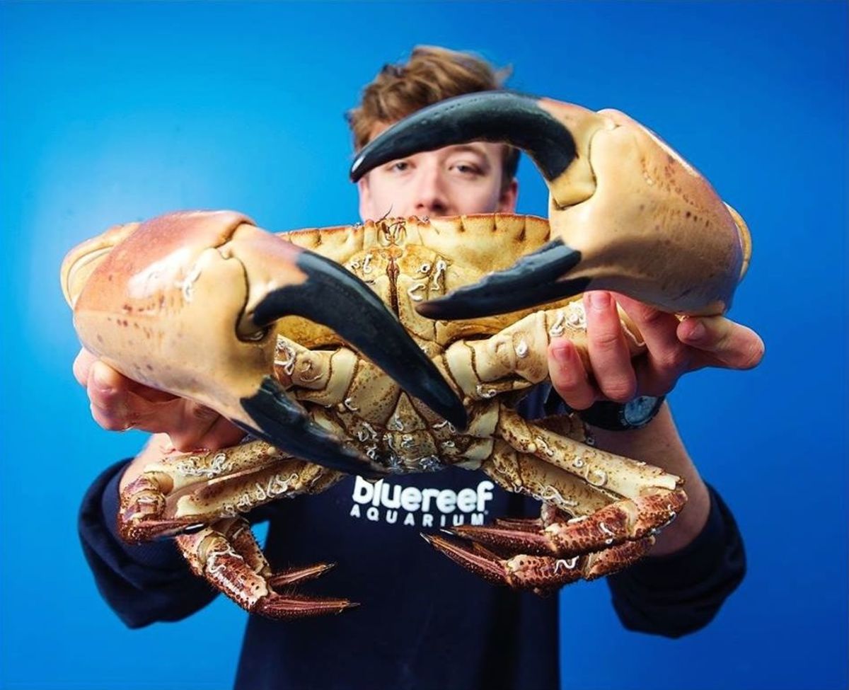 Incredibly Huge Brown Crab Saved From Dinner Table Men S Journal