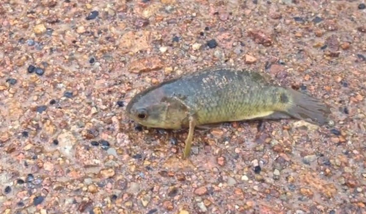 climbing gourami fish