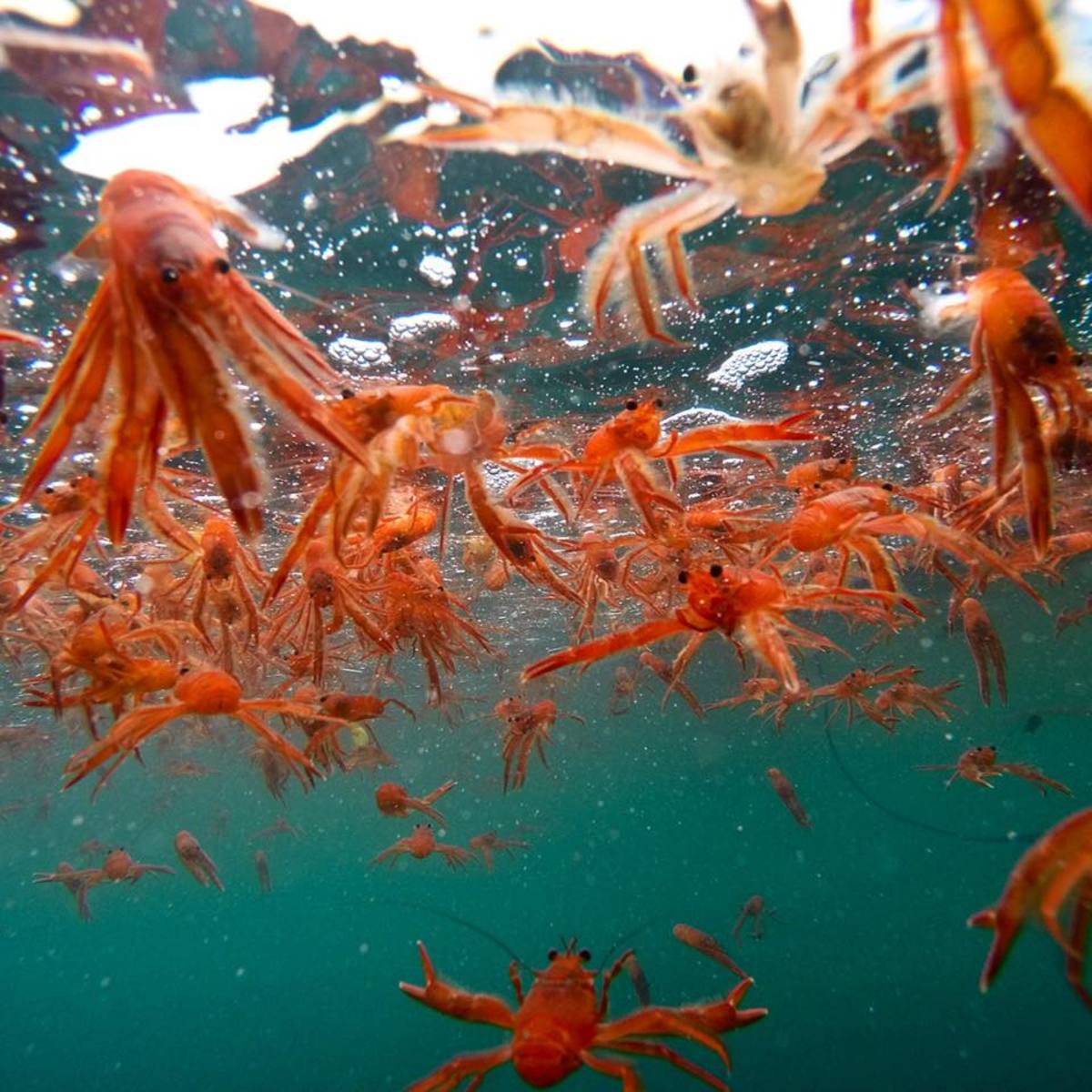 Southern California red crab invasion intensifies Mens Journal