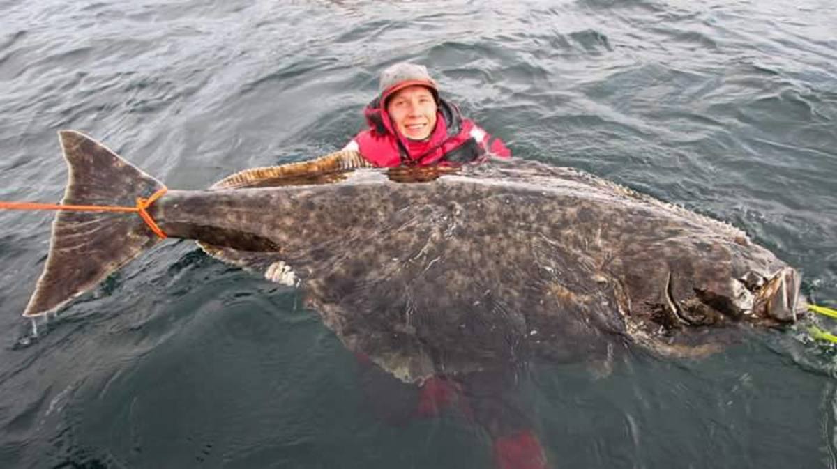 Angler Jumps Into Cold Water For Photo Op With Giant Halibut Men S Journal