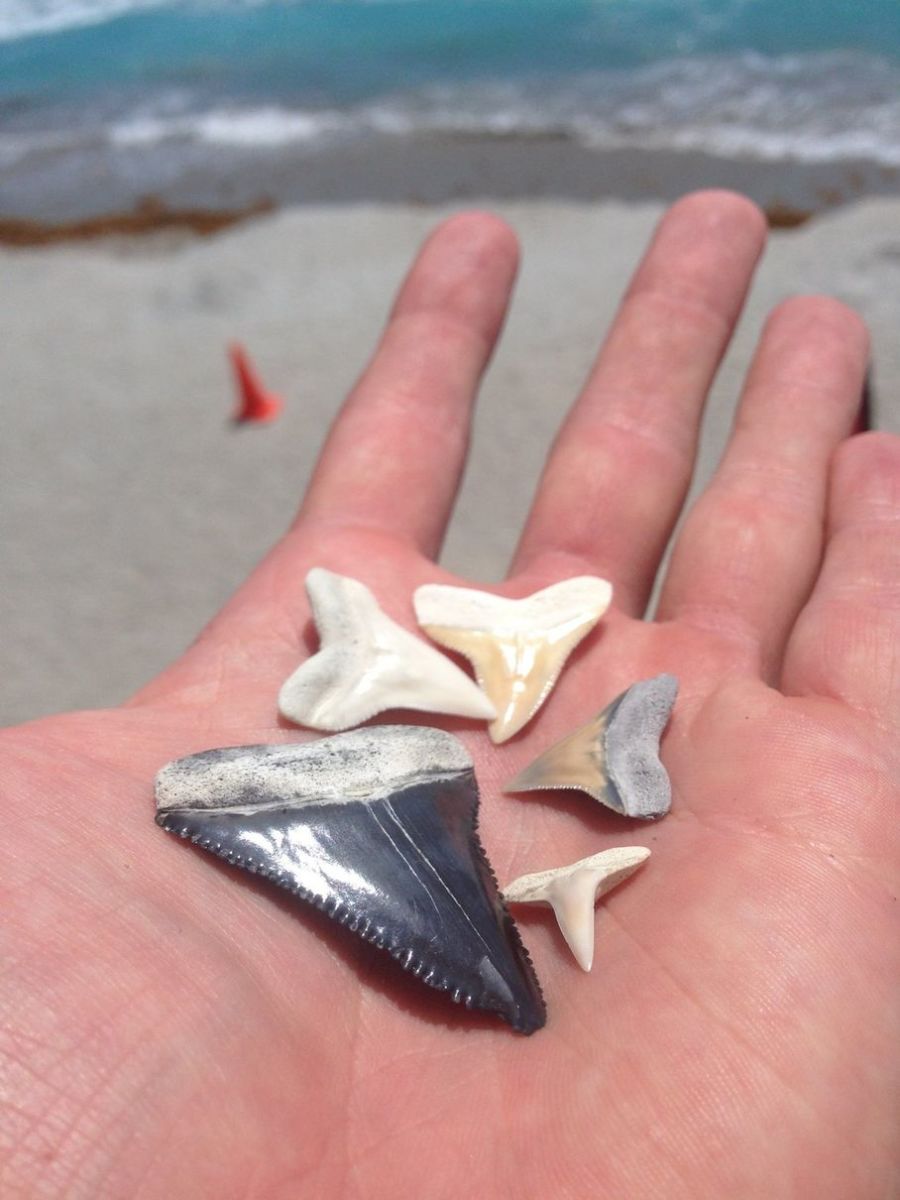 Florida beach littered with shark teeth after dredging project | Men's