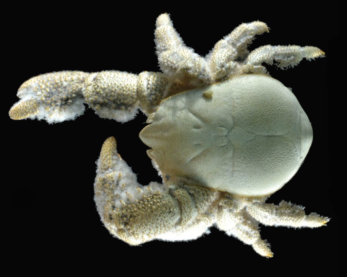 Yeti crab has odd living arrangements | GrindTV.com