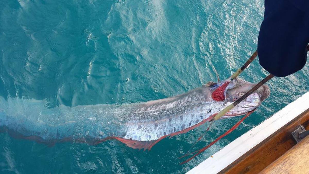 stuffed oarfish