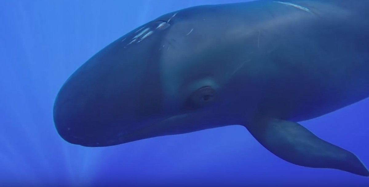 Rare sighting of false killer whales off Hawaii; one seems to smile for ...