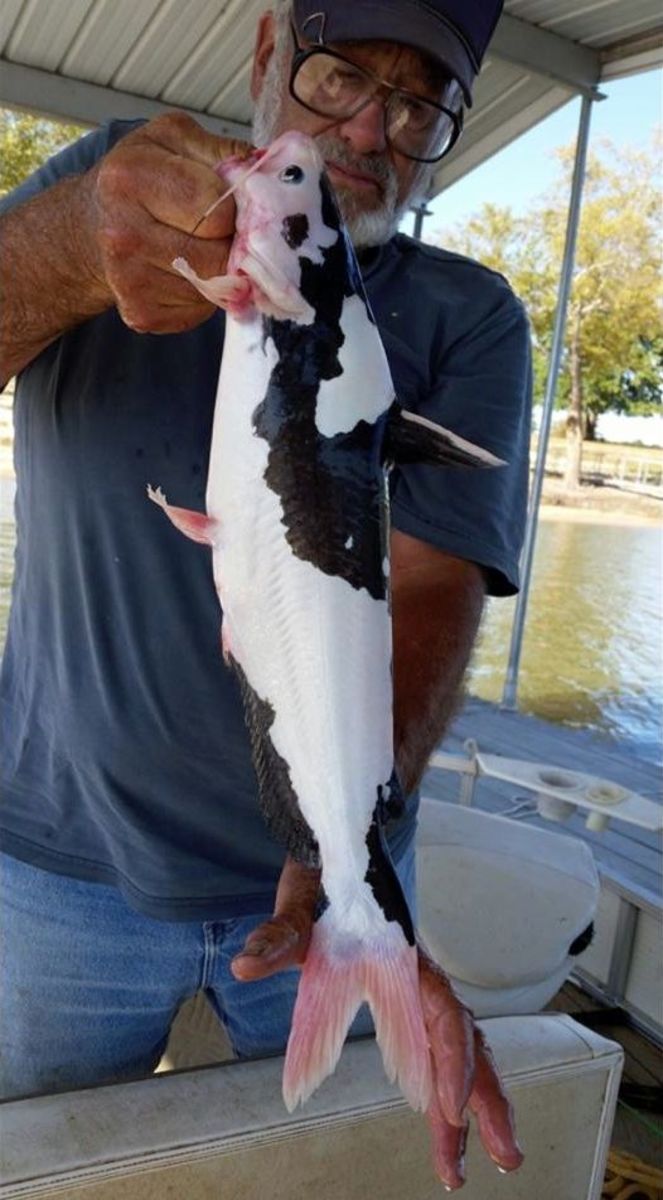 black and white catfish