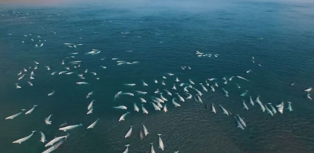 2 000 Beluga Whales Captured In Rare And Stunning Arctic Drone Video