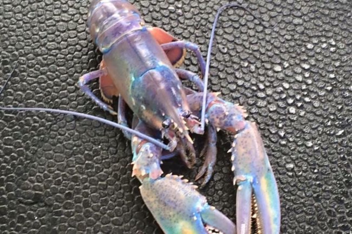 Rare Rainbow Colored Lobster Caught Off Nova Scotia Men S Journal