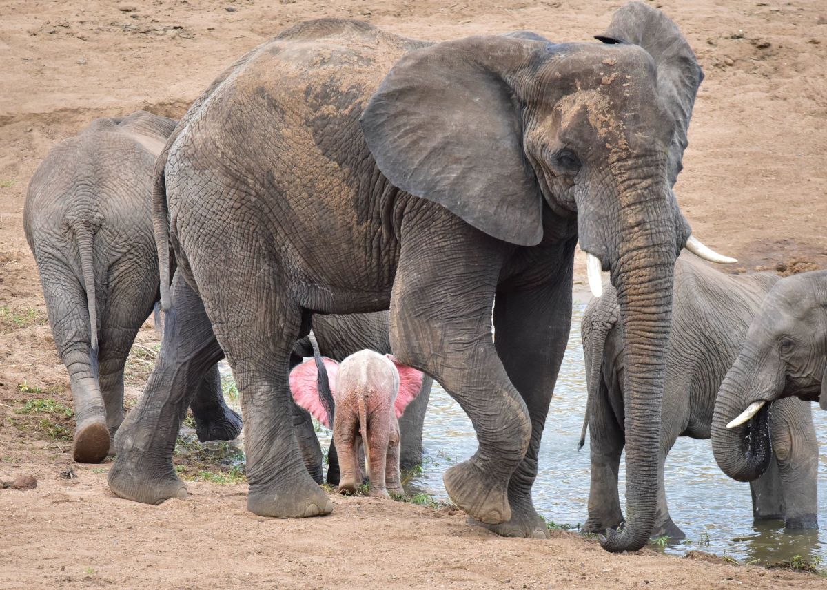 This pink elephant is not a hallucination; ‘once in a lifetime sighting ...