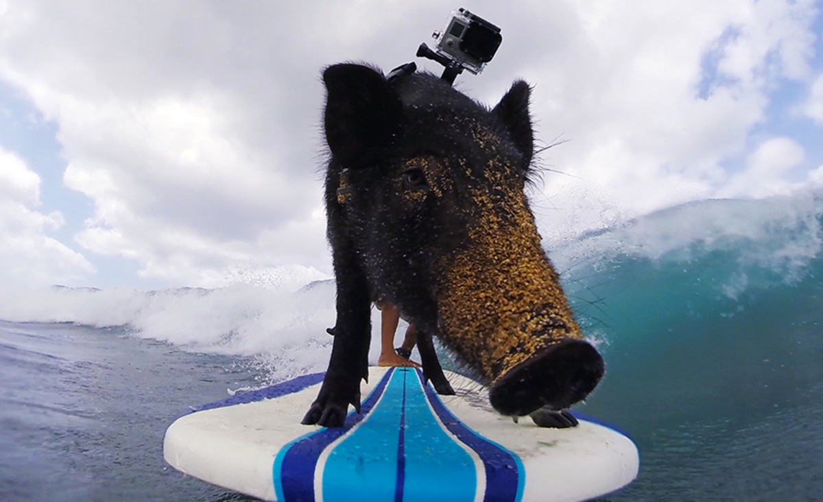 The list of surfing animals is growing and getting weirder - Men's