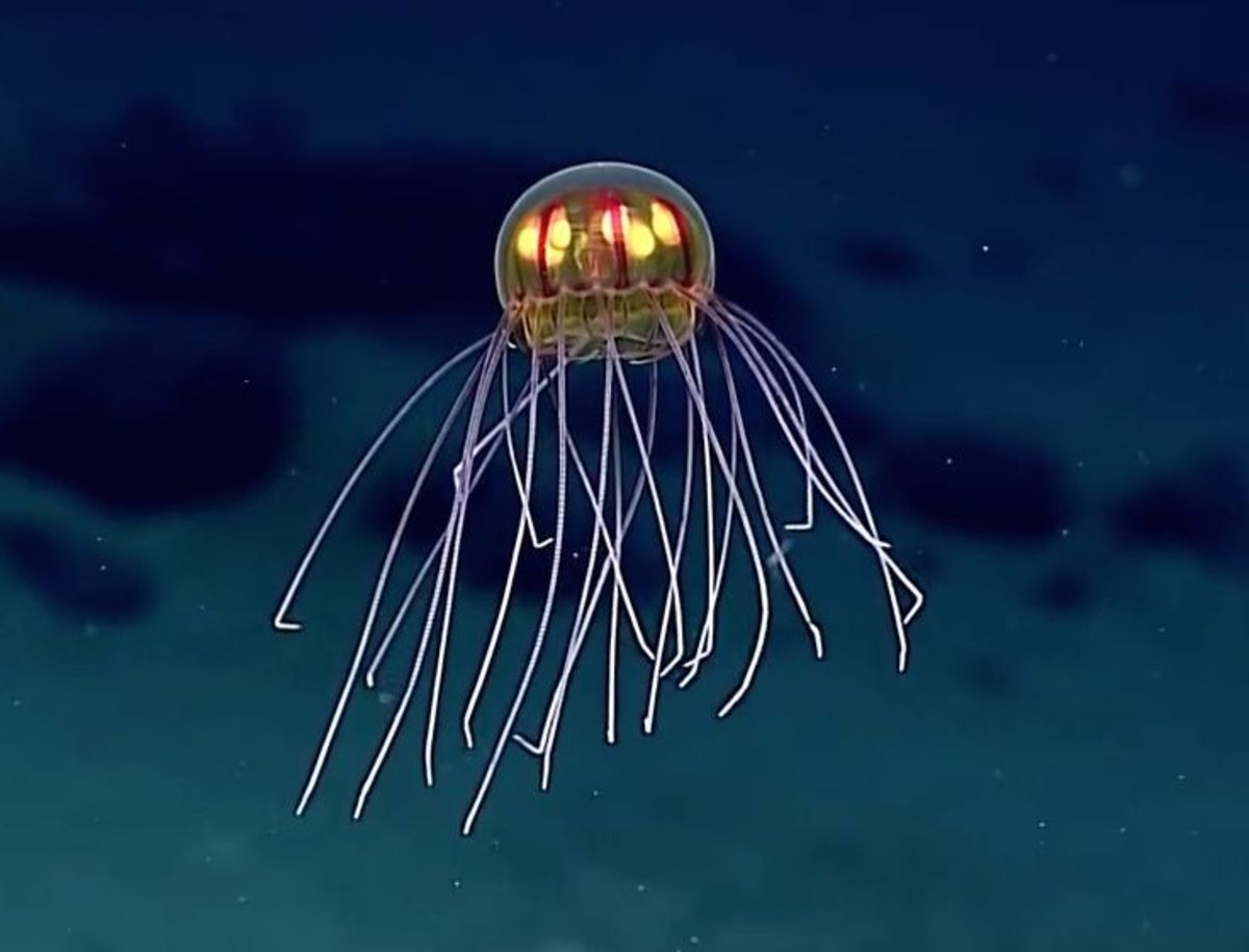 Alien Like Sea Creature Discovered 12 139 Feet Deep Near Mariana Trench Men S Journal