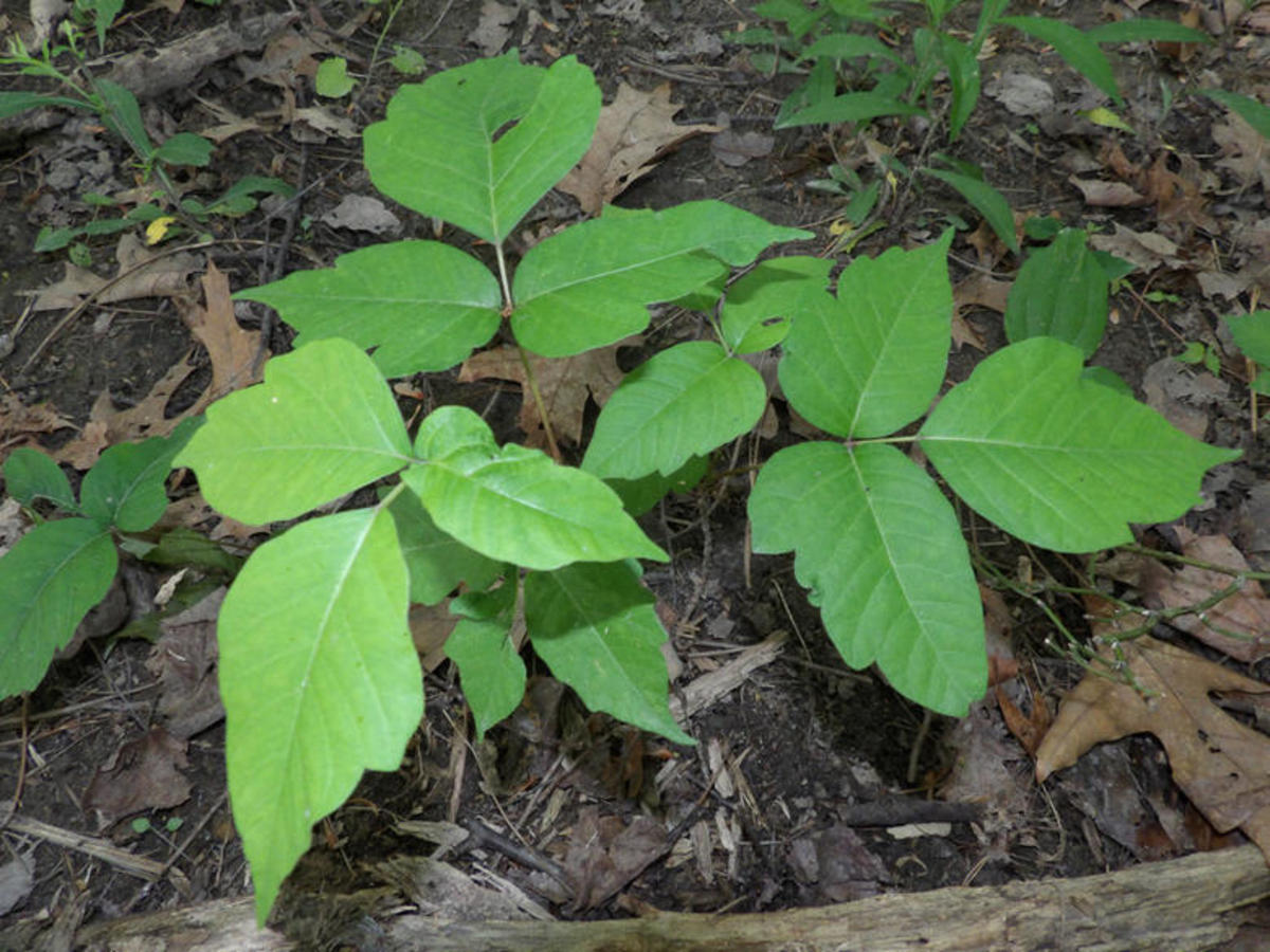 Here's how to never get a poison ivy rash again - Men's Journal