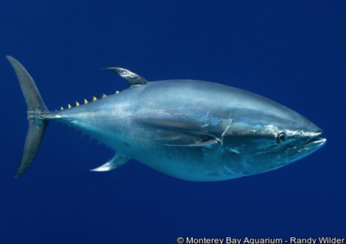 how much is a 300 lb bluefin tuna worth