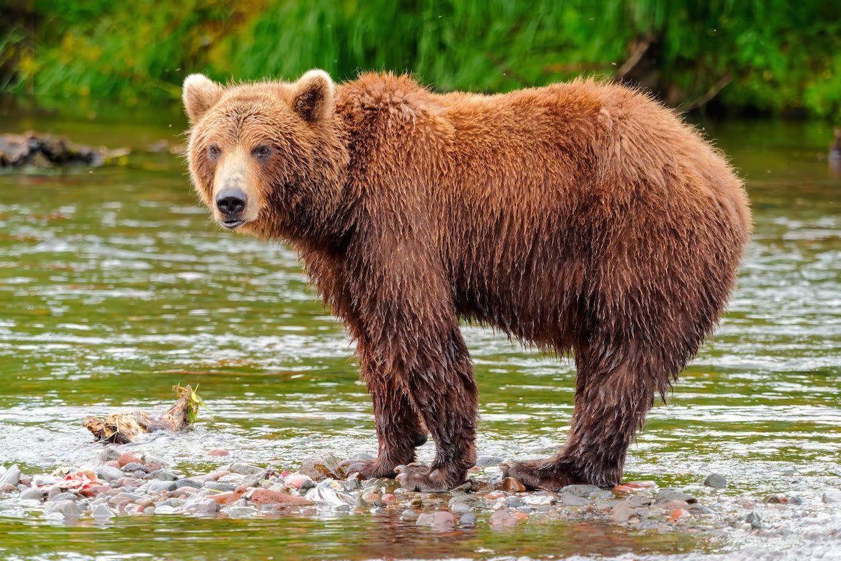 83-starving-brown-bears-shot-dead-after-turning-hostile-men-s-journal