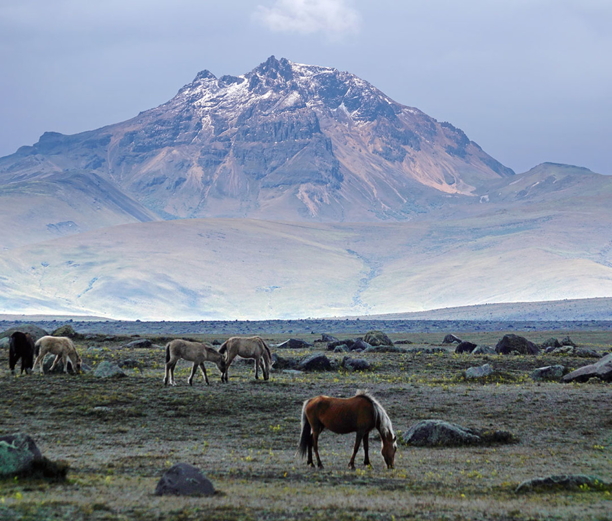 Wild horses on a plain below the Cotopaxi volcano in Cotopaxi National Park, Ecuador