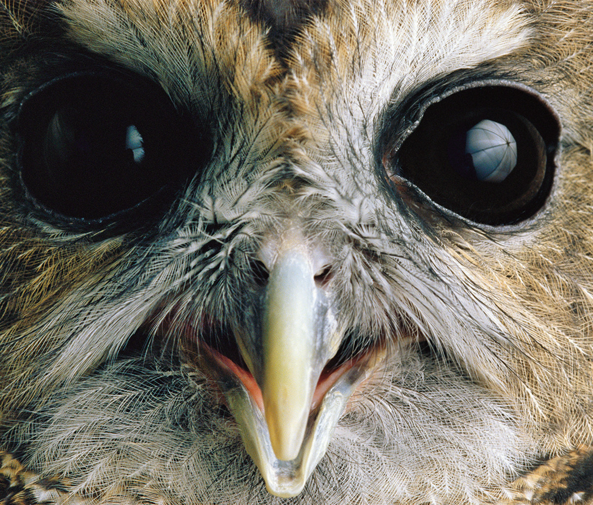 A northern spotted owl photographed by Sartore.