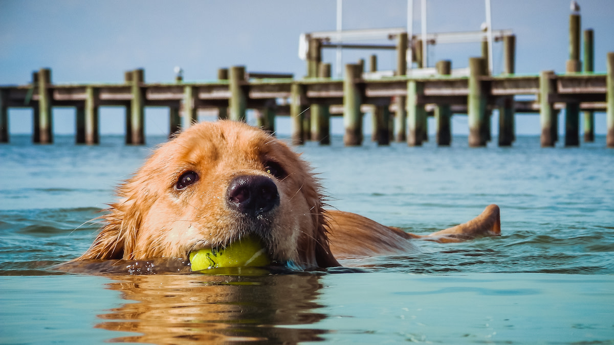 OBX_dog