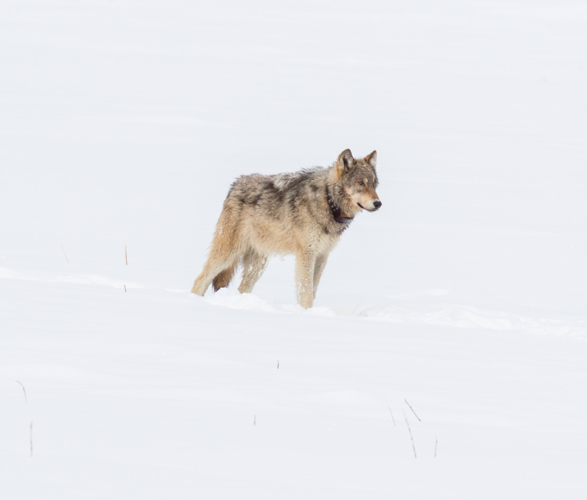 A collared gray wolf in Yellowstone.