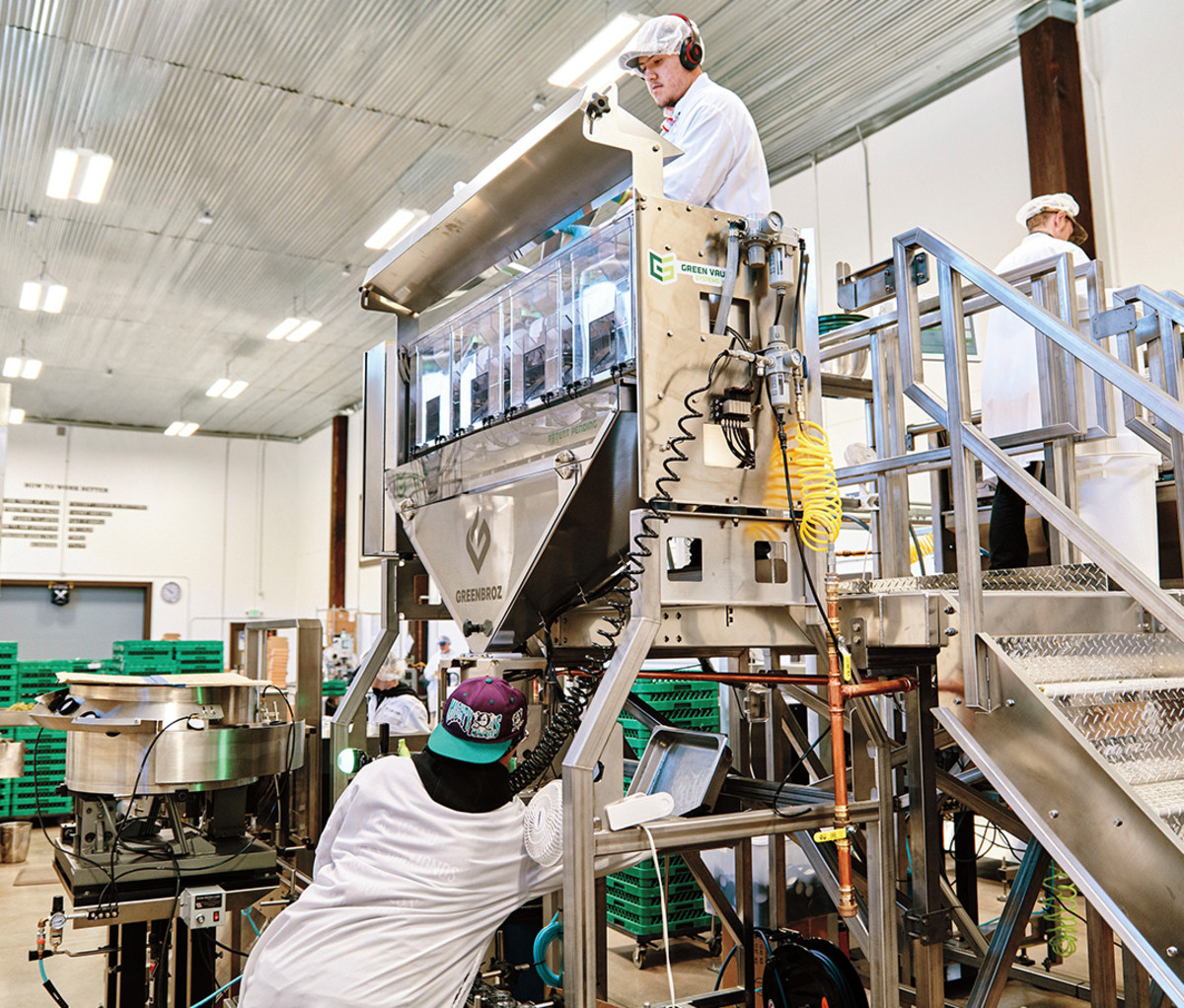 Workers with a machine that precisely weighs the cannabis.