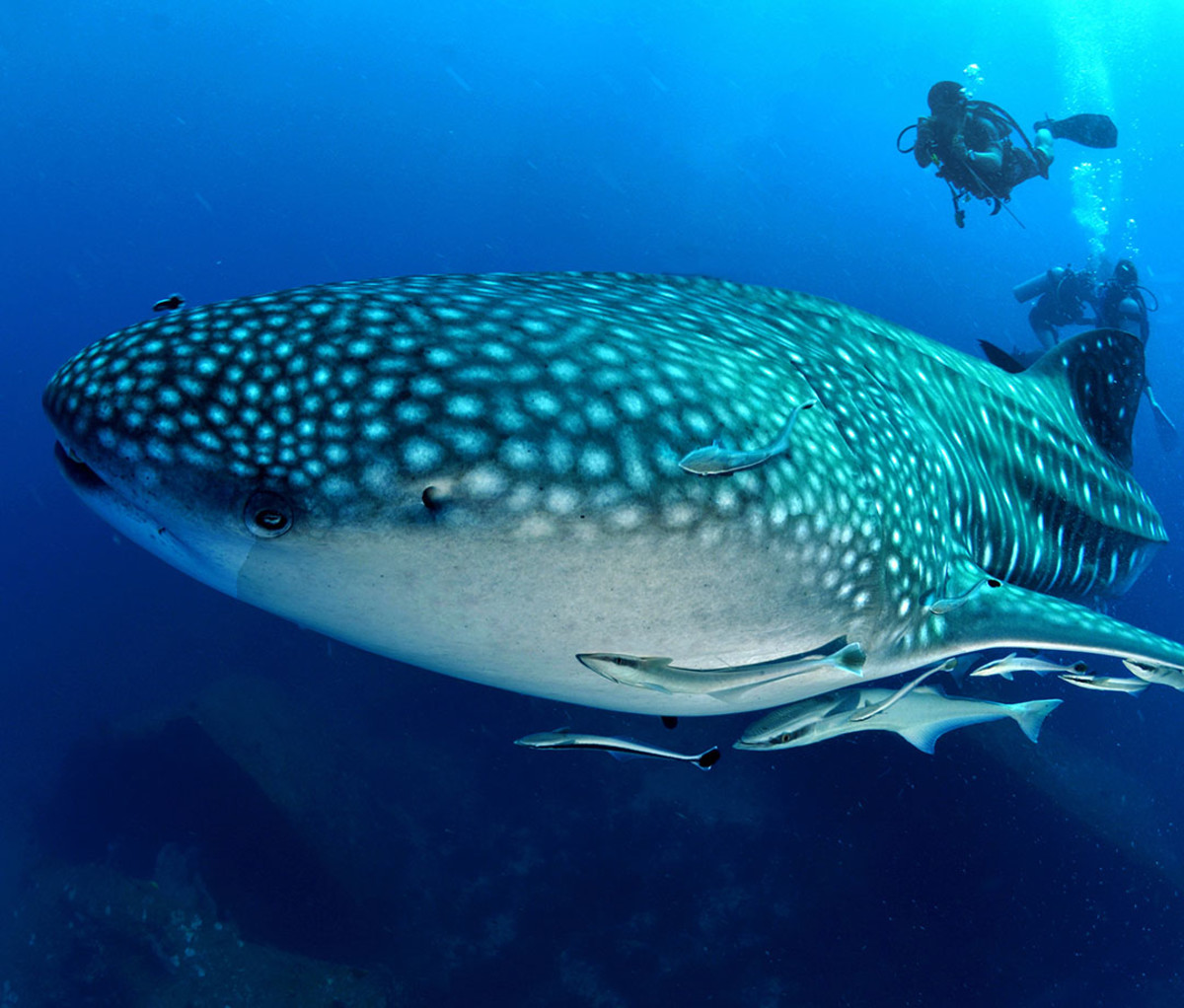 La Paz, Mexico, whale sharks