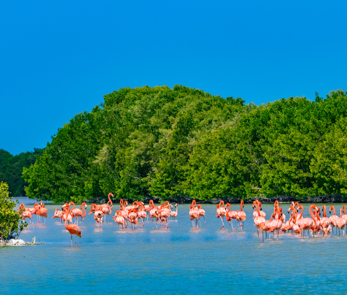 Celestún Biosphere Reserve