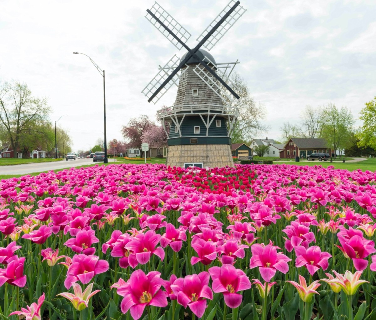 Tulip field in Pella, Iowa