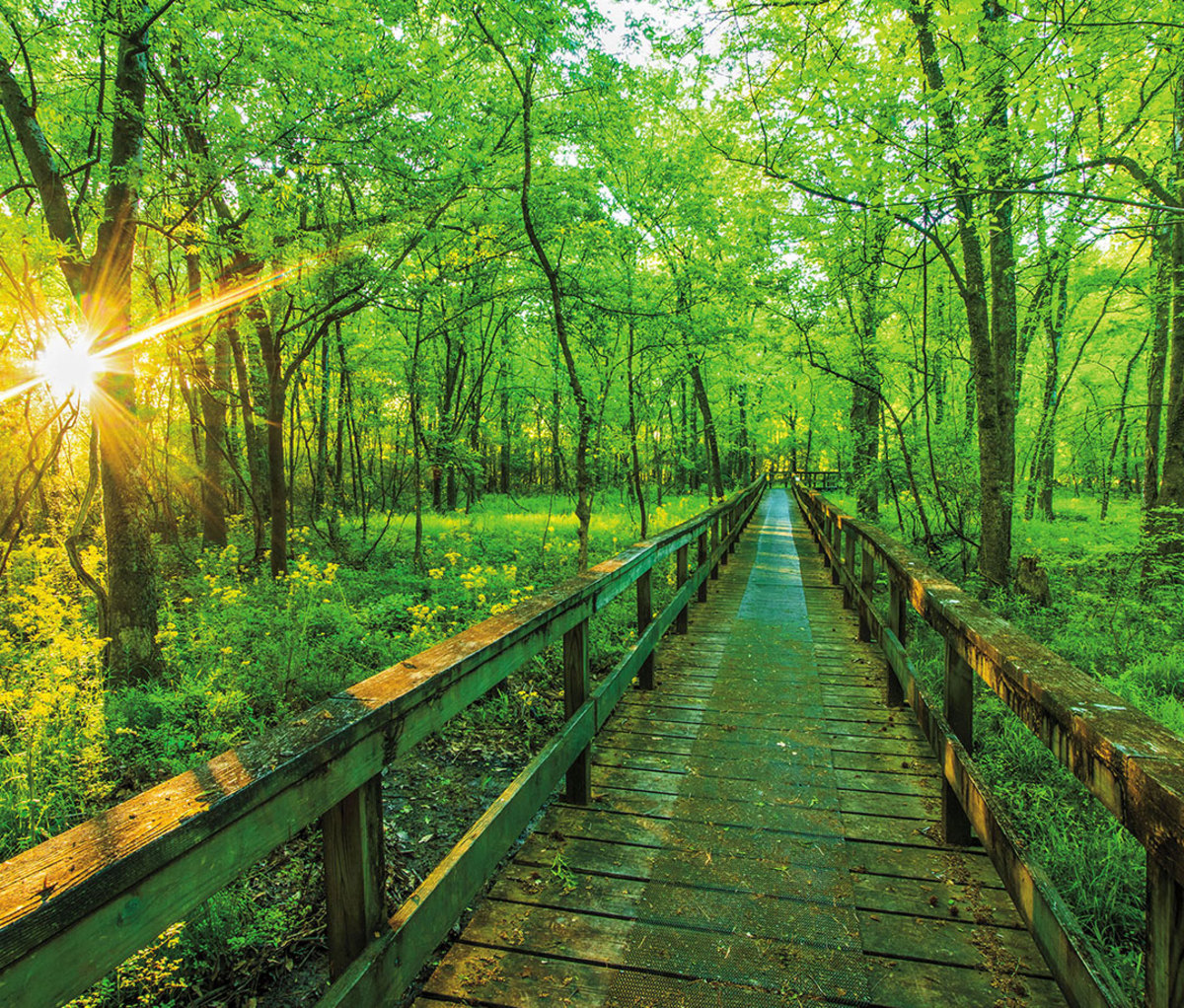 Trail section along the Natchez Trace