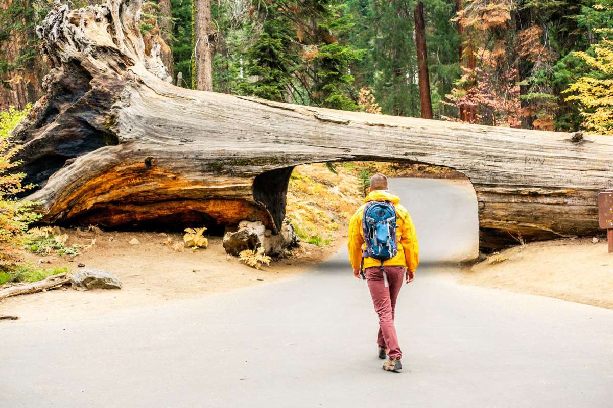 Tunnel Log Sequoia NP