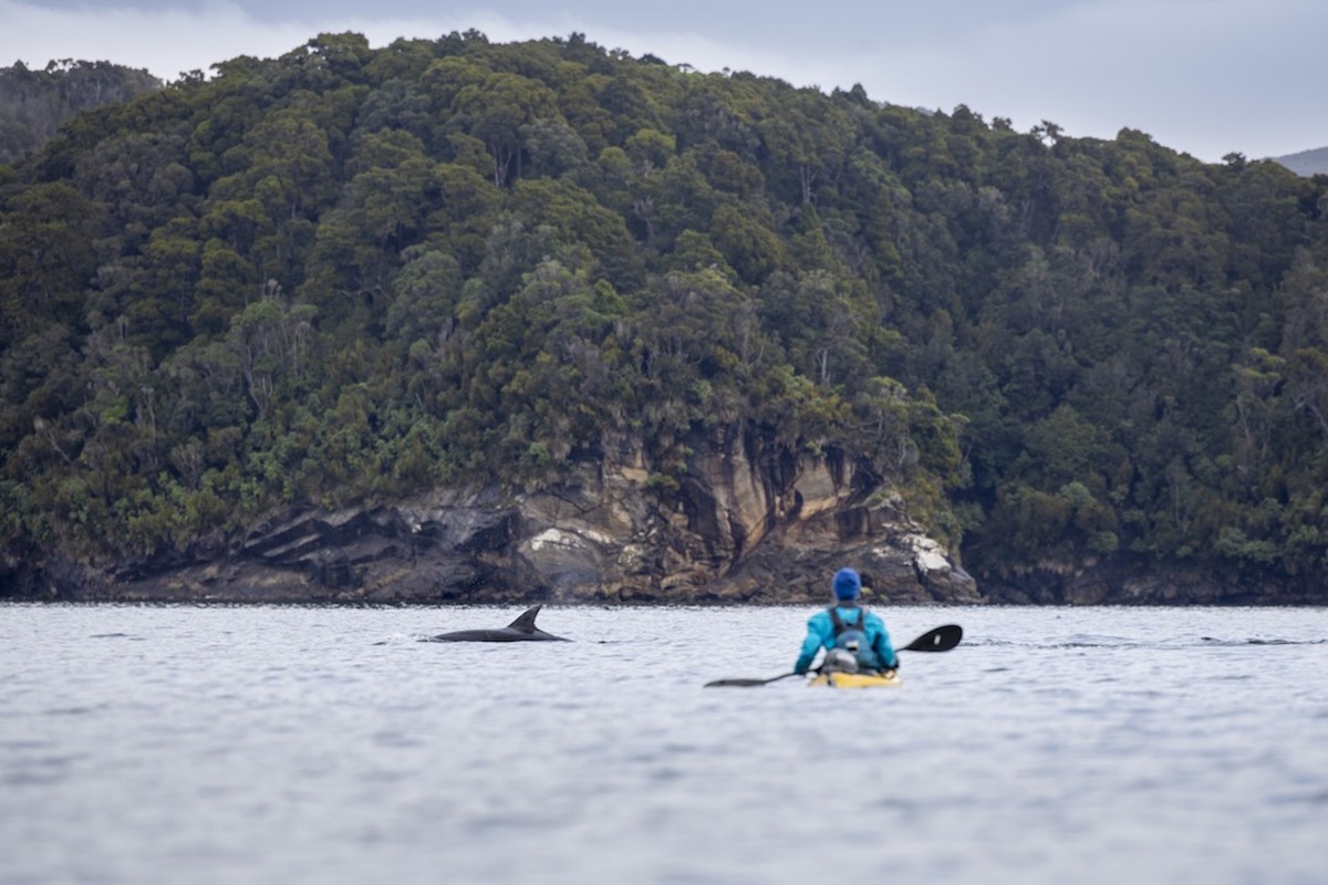 Stewart Island New Zealand sea kayak expedition