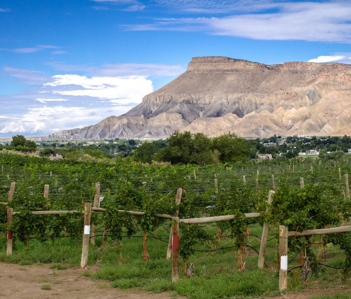 Palisade, Colorado