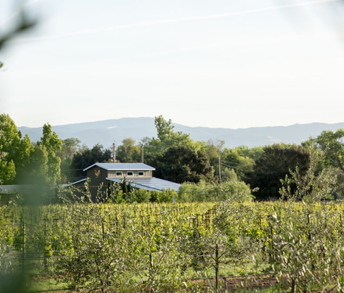 Davero Winery is in Healdsburg, California