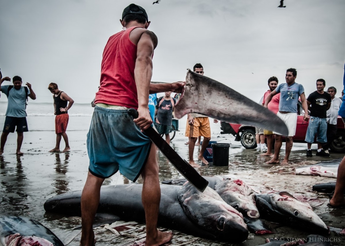 Shawn Heinrichs shark fin