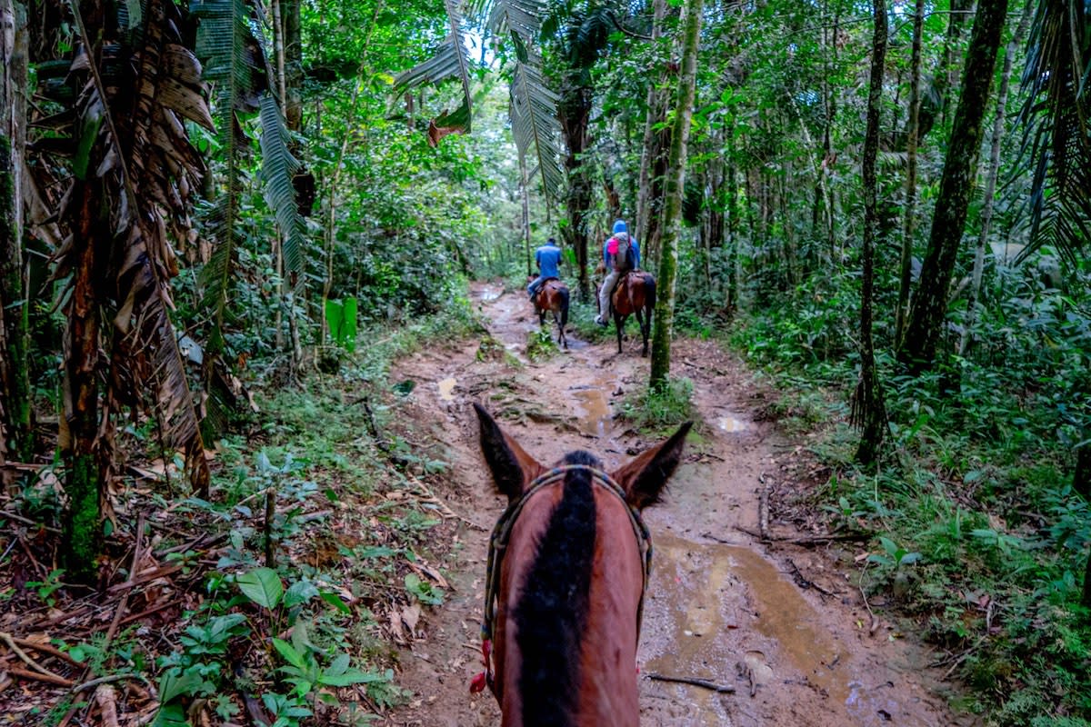 Colombia horses