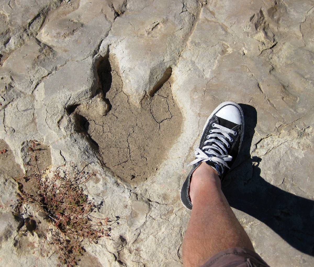 Man standing next to dinosaur fossil in Comanche National Grassland