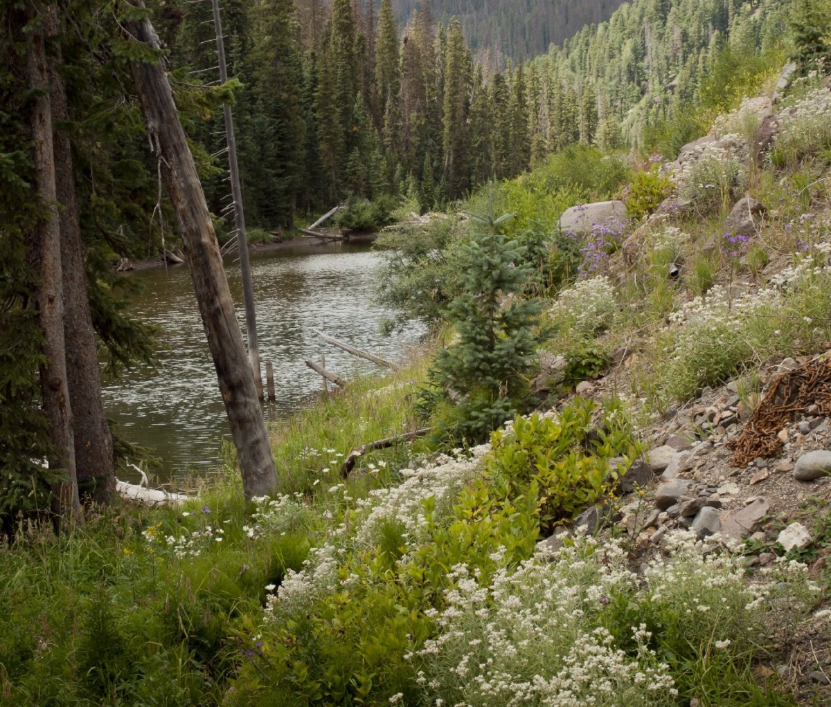 Rio Grande National Forest