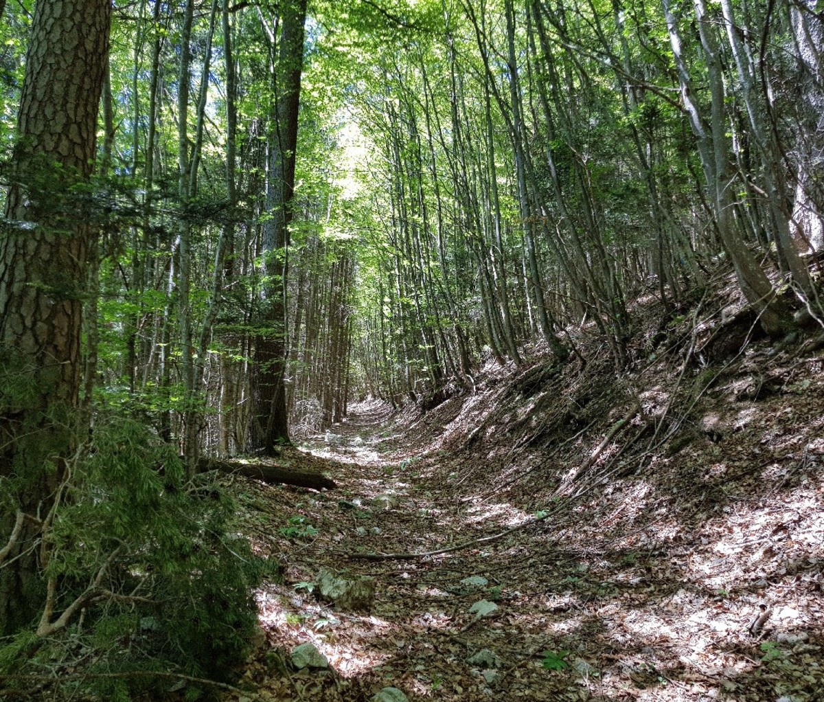 A trail leading through an ancient beech forest in Europe.