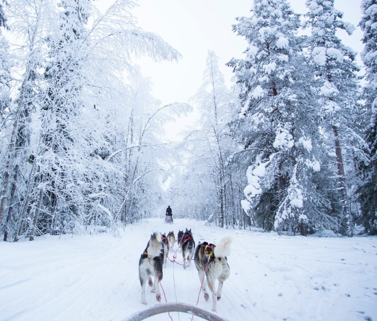 Dog sled