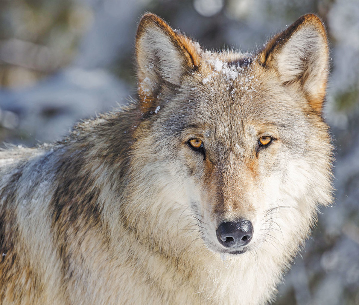 Close-up of a wolf