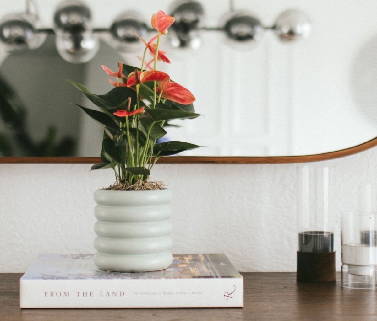 Anthurium plant in a white pot against a mirror