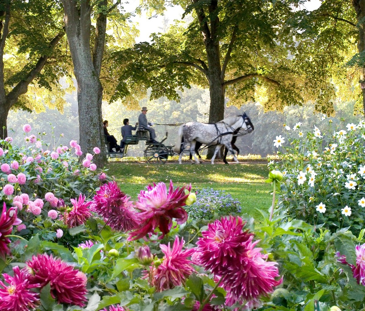 Dahlia garden foreground and horse carriage background at Lichtentaler Allee in Baden-Baden