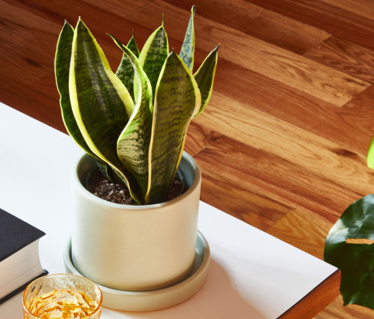 snake plant in a white pot on a table