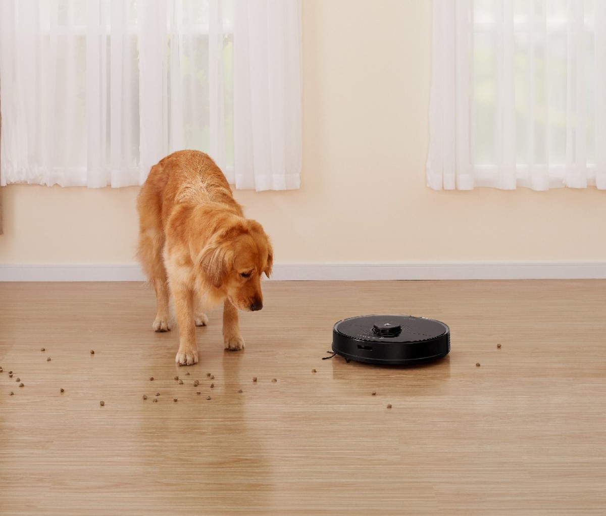 Dog looking at robotic vacuum on floor