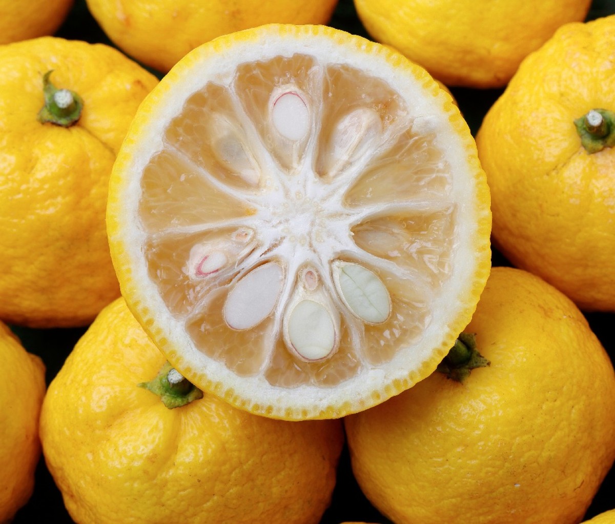 Yuzu citrus fruit 