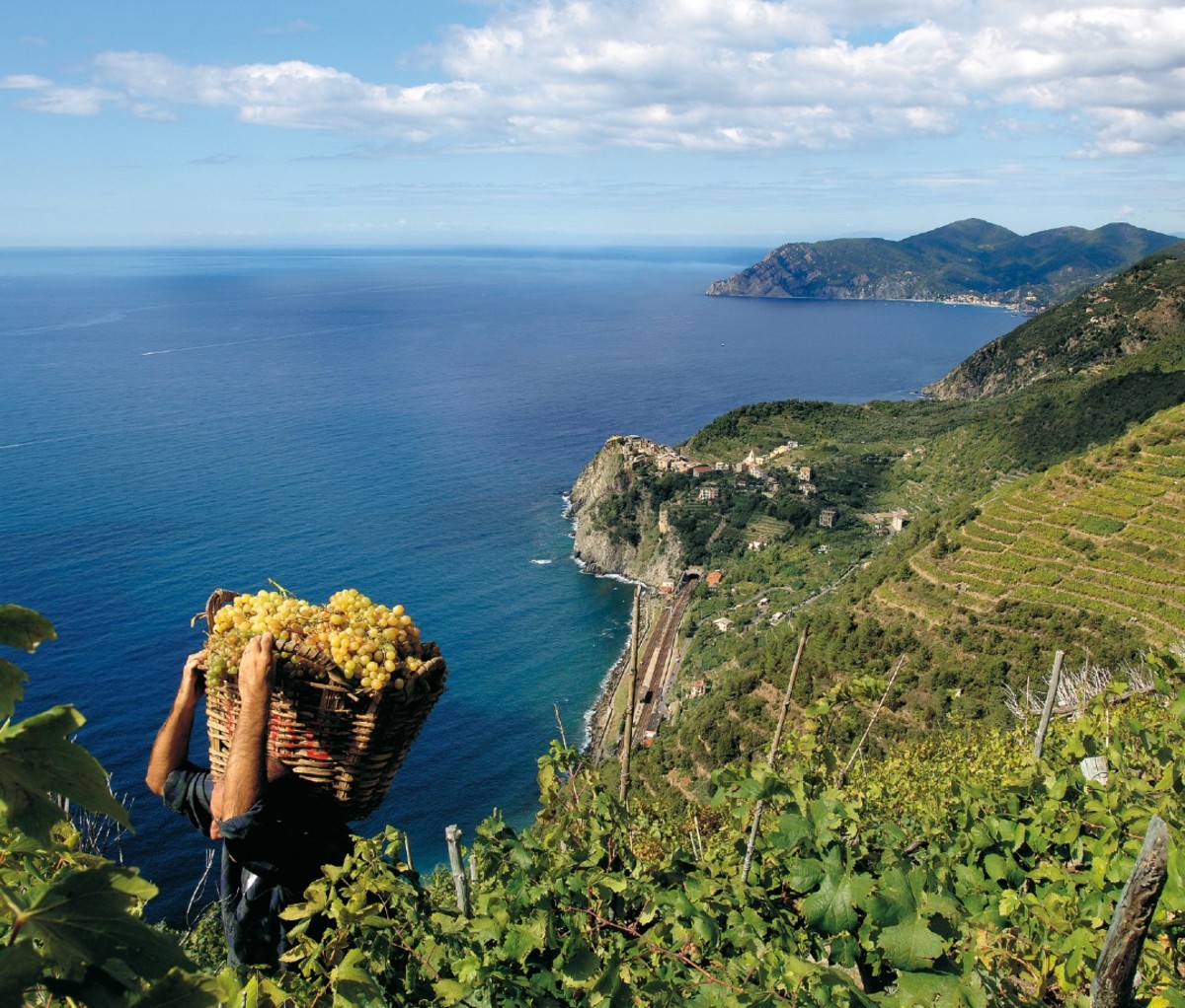 Corniglia Raccolta Uva