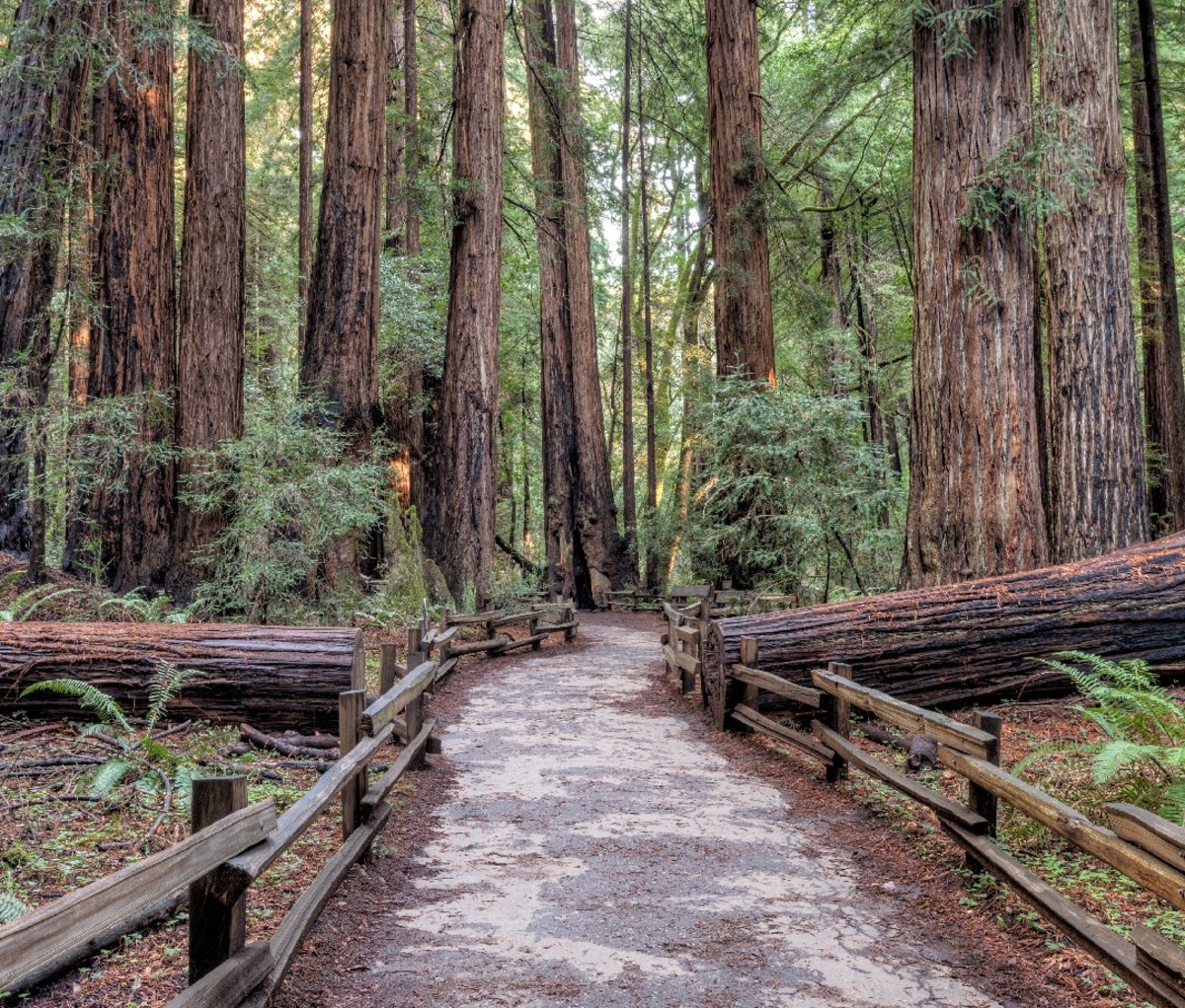 Hiking path though the redwood forest in Muir Woods National Monument.