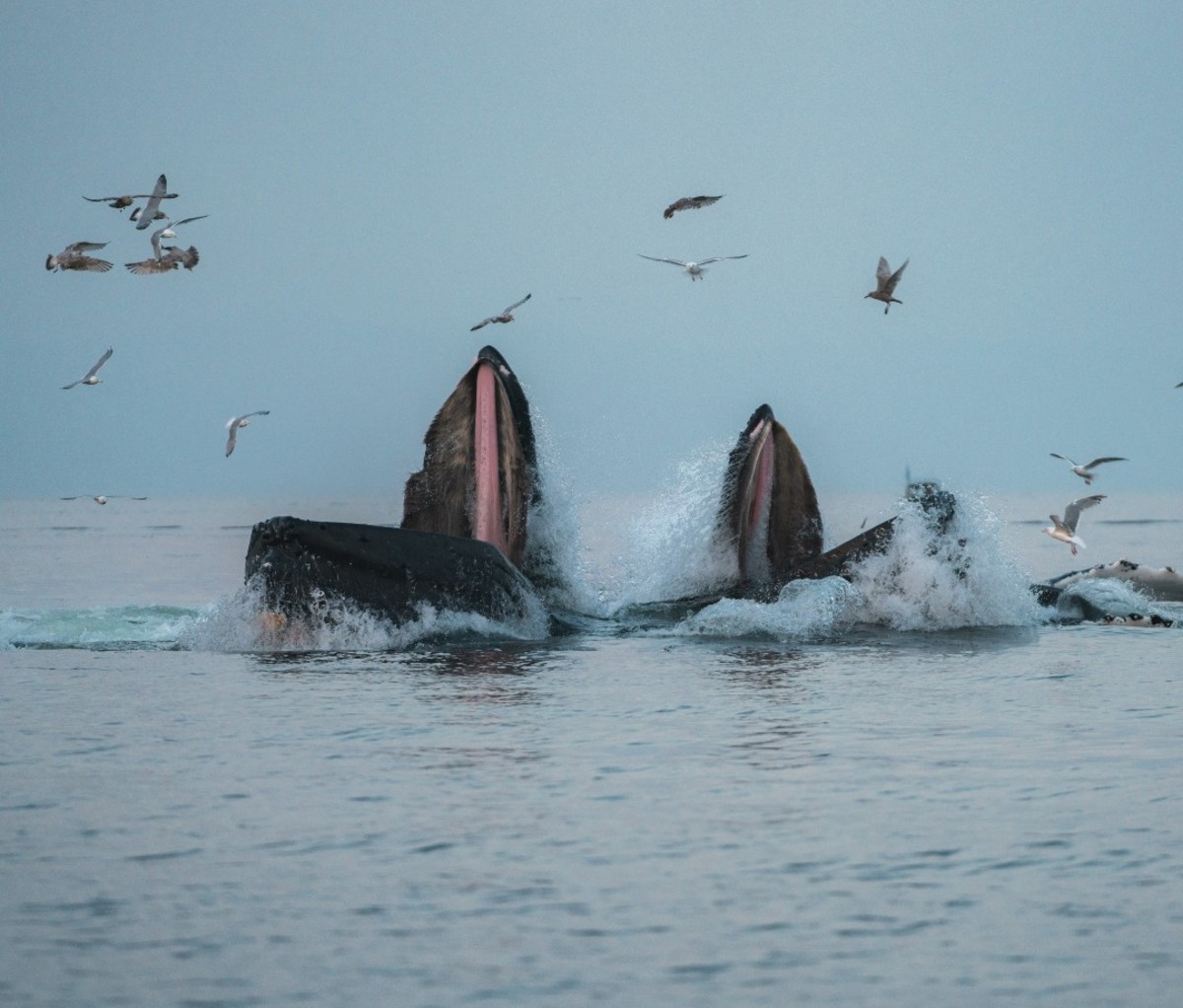 Humpback whales in Alaska