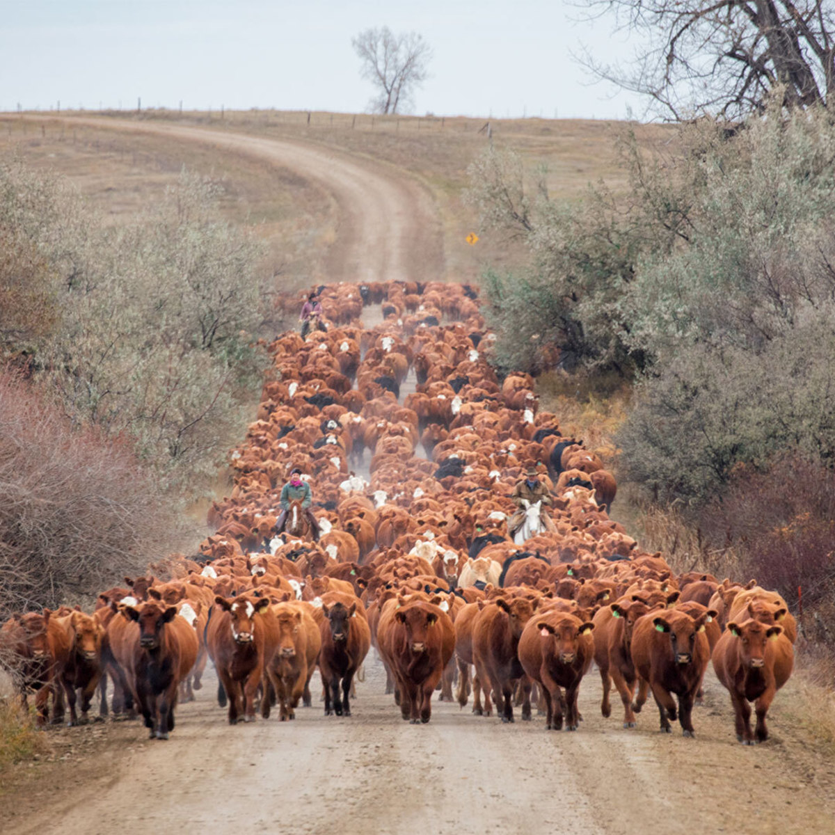 Herd of red cattle