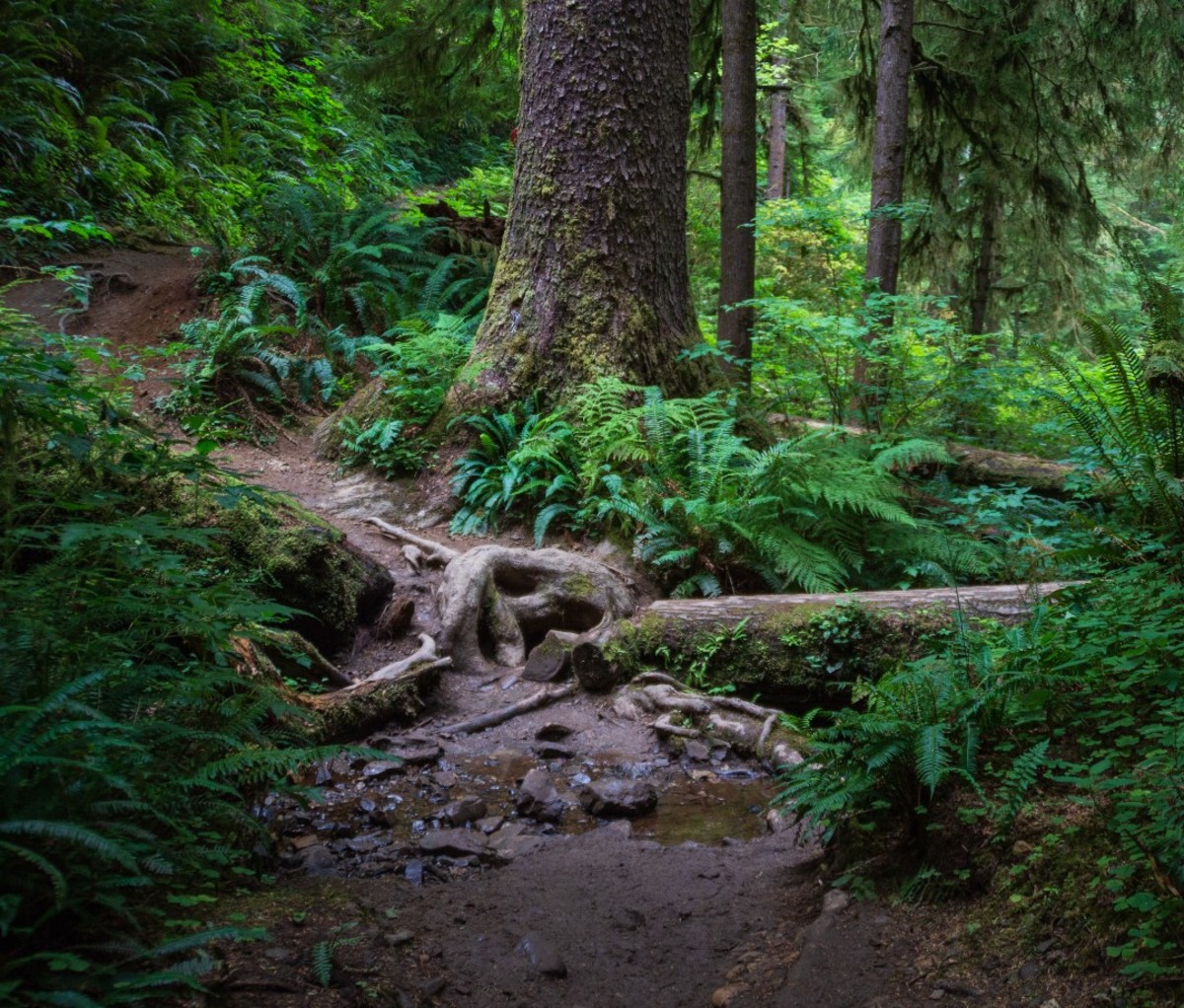 Redwood forest