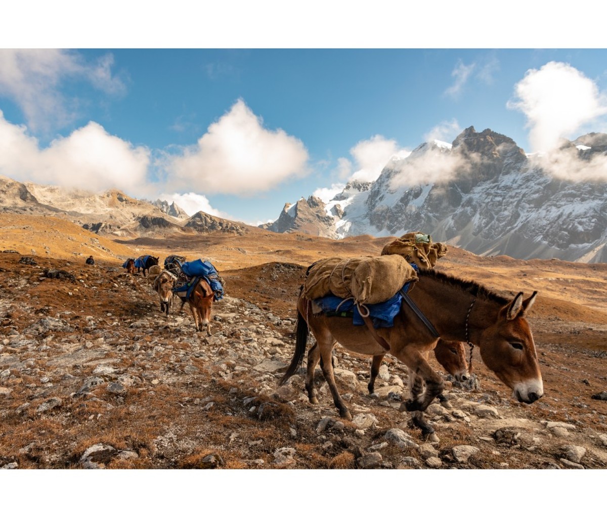 Donkeys traversing mountainous terrain