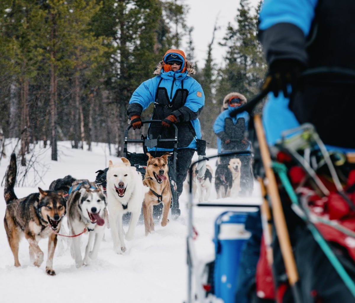 Dog sledders in blue snowsuits mushing dogs